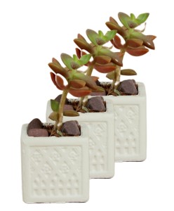 Mini Çiçek Saksı Küçük Sukulent Beyaz Kaktüs Saksısı 3'lü Set Mini Kare Model